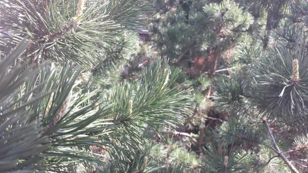 Galaxy Note 3 Camera Photo Galaxy Note 3 Camera Photo